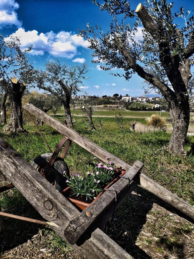 The Olive Grove In Tuscany Toiano Dış mekan fotoğraf